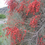 Ephedra procera