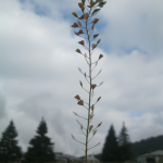 Capsella bursa-pastoris