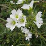 Cerastium purpurascens