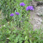 Campanula trautvetteri