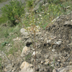 Camelina microcarpa