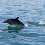 Delphinus delphis