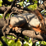 Sciurus vulgaris