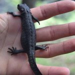 Eastern crested newt