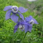 Aquilegia caucasica