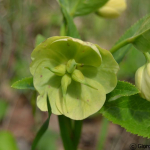 Helleborus caucasicus