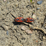 Pyrrhocoris apterus