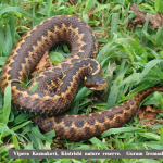 Vipera kaznakovi