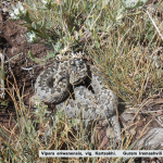 Vipera eriwanensis