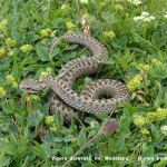 Vipera darevskii