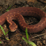 Vipera kaznakovi