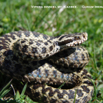 Vipera dinniki