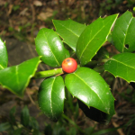 Ilex colchica = Ilex aquifolium