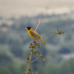 Emberiza melanocephala