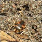 Omophron limbatum