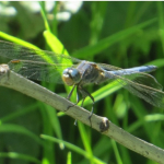 Orthetrum brunneum