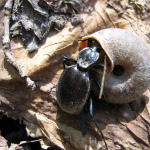 Cychrus aeneus eating snale