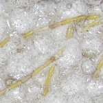 Eggs of Gyrinus substriatus