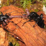 Carabus ibericus eating earthworm