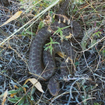 Vipera darevskii