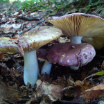 Russula romellii