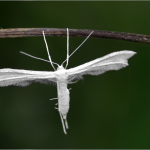 Pterophorus pentadactyla