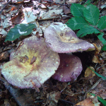 Russula romelli