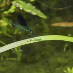 Calopteryx splendens intermedia