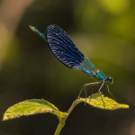 Calopteryx splendens intermedia