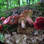 Russula sanguinea