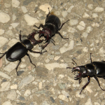 Lucanus ibericus, males