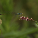 Ischnura elegans