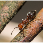 Crematogaster schmidti