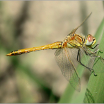 Sympetrum fonscolombii