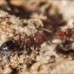 Crematogaster schmidti