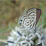 Tarucus balkanica