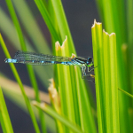 Coenagrion lunulatum