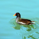 Gallinula chloropus