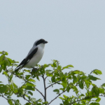 Lesser grey shrike (Lanius minor)