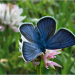 Plebejus argus