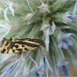 Acontia trabealis