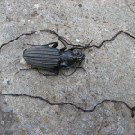 Carabus septemcarinatus