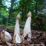 Phallus impudicus