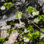 Staphylea pinnata