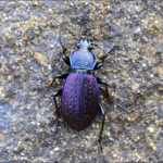 Carabus adamsi