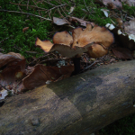 Polyporus melanopus