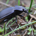 Carabus adamsi