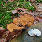 Polyporus melanopus