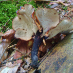 Polyporus melanopus