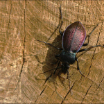 Carabus adamsi